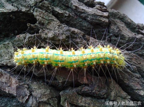 洋辣子真的好吃吗,洋辣子到底有多好吃