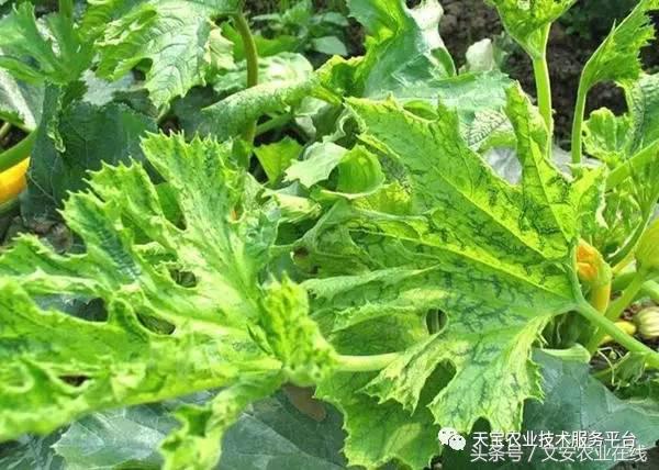 防治大豆病毒病的药剂有哪些,最新病毒病防治药剂