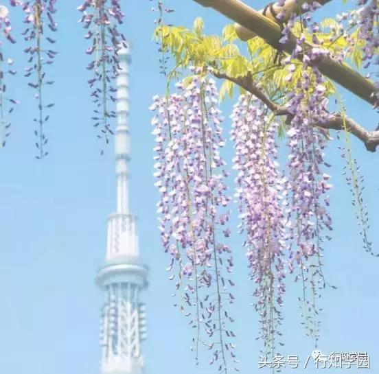 送走了樱花,去日本最梦幻公园吃紫藤花冰激凌吧