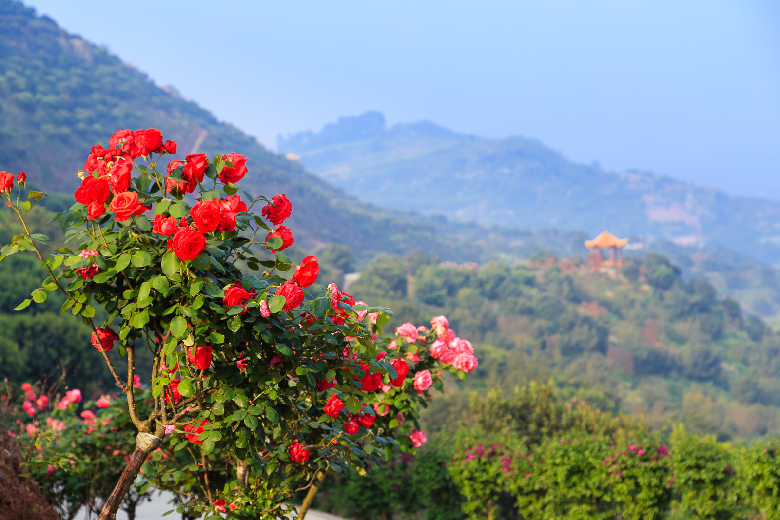 杨梅小镇简介,杨梅小镇的杨梅几月成熟