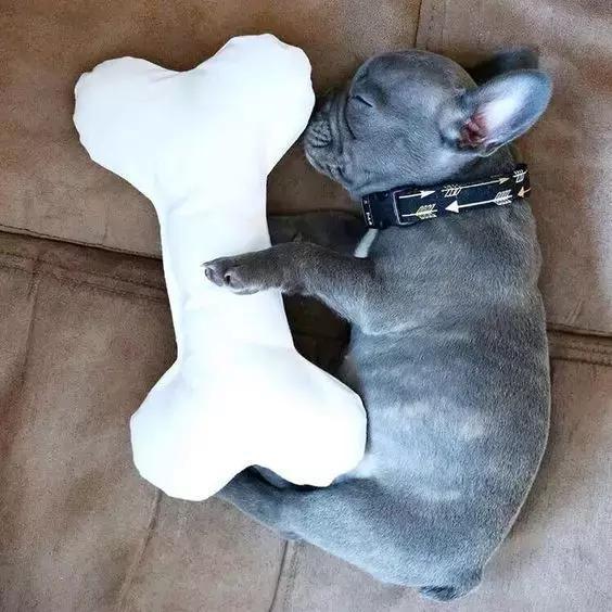 狗狗绝对不能吃的有哪些东西,宠物狗狗不能吃哪些东西