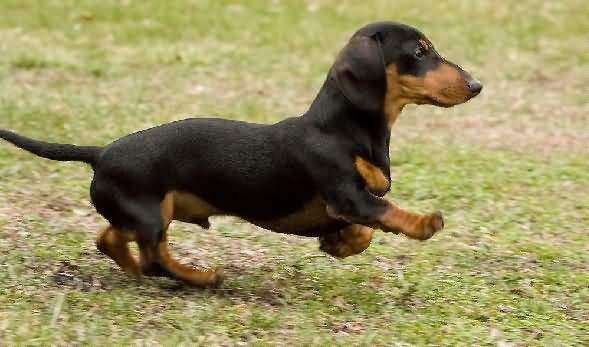 真菌引起宠物的皮肤病有哪些,狗狗感染猫癣怎么治疗