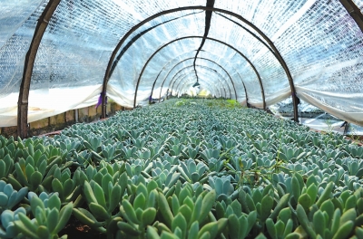 多肉植物为啥降价,多肉植物还有市场吗