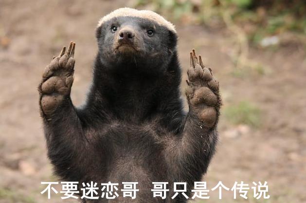 动物蜜獾的好斗史,蜜獾的习性特征