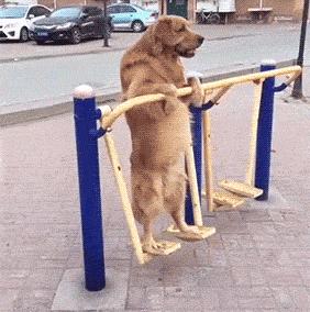 这年头不会脸刹的狗狗肯定不是一条好狗