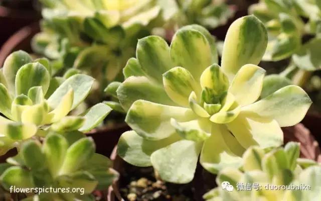 杀虫气雾剂能给多肉喷小黑飞吗,给多肉喷杀虫剂浓度高了有影响吗