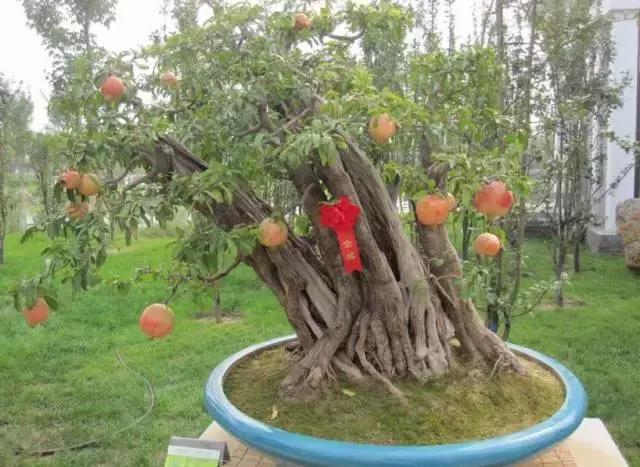 5鏈堜唤鎵︽彃浣曟椂鍙互涓婄泦,澶忓ぉ鎵︽彃鐨勬柟娉曞拰娉ㄦ剰浜嬮」