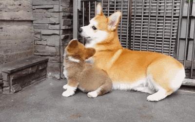 你够了，舔了半天还没舔完（GIF多图）