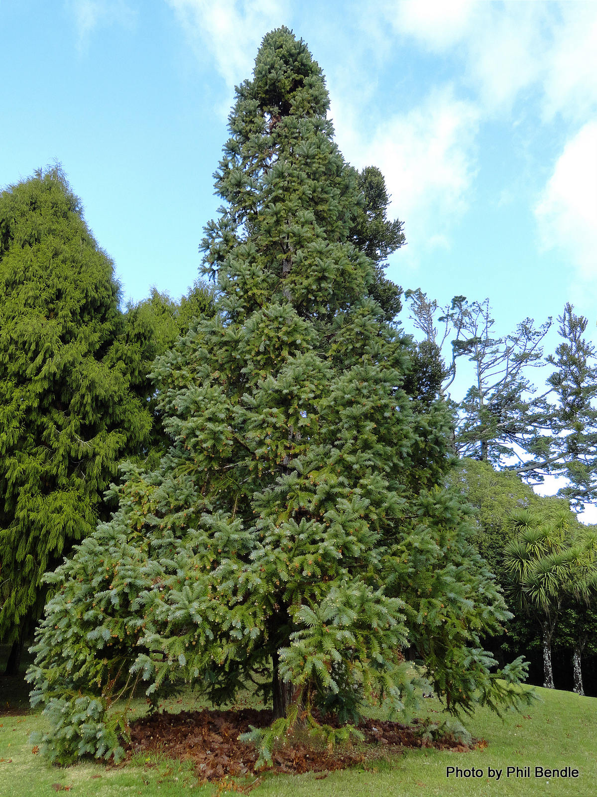 松木为什么是环保家具,松木全实木家具环保么