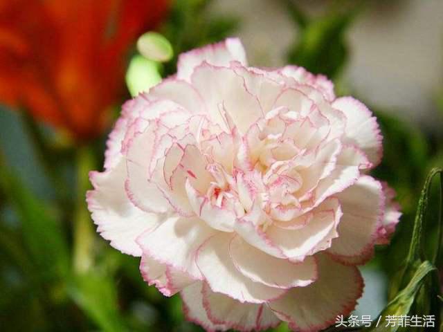 母亲节你还在送康乃馨么,母亲节送康乃馨要多少朵