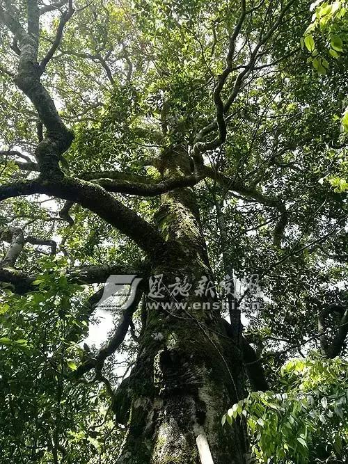 恩施，你早！（5月16日）