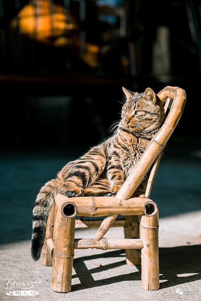 “猫是有灵性的”这句话，你相信吗？