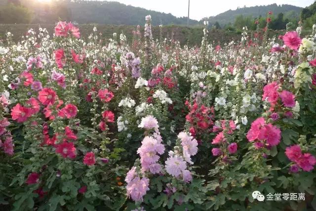 天圆地方!即日起,金堂不再是金堂,这个“新名字”惊艳全世界!