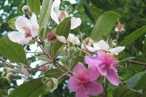 有哪些花卉可以驱蚊无毒,4种好看又好养的驱蚊花
