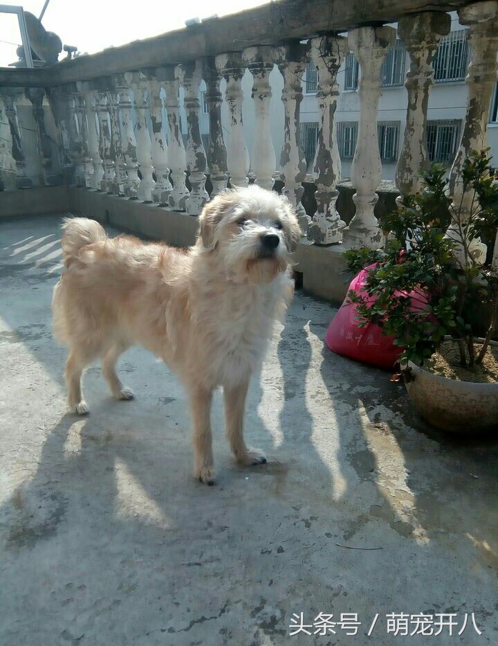 狗狗不小心从楼上掉下来吓坏主人，还好狗狗命大毫发无伤！