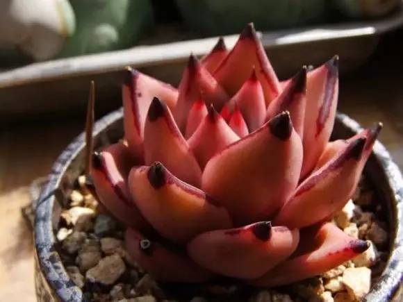 入坑仅1年，他的肉肉竟然全都大变样？！这真的是同一颗肉肉吗？