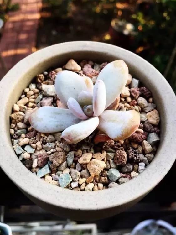 入坑仅1年，他的肉肉竟然全都大变样？！这真的是同一颗肉肉吗？