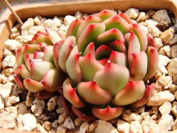 入坑仅1年，他的肉肉竟然全都大变样？！这真的是同一颗肉肉吗？