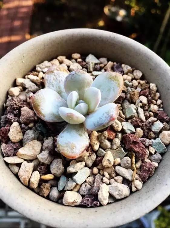 入坑仅1年，他的肉肉竟然全都大变样？！这真的是同一颗肉肉吗？