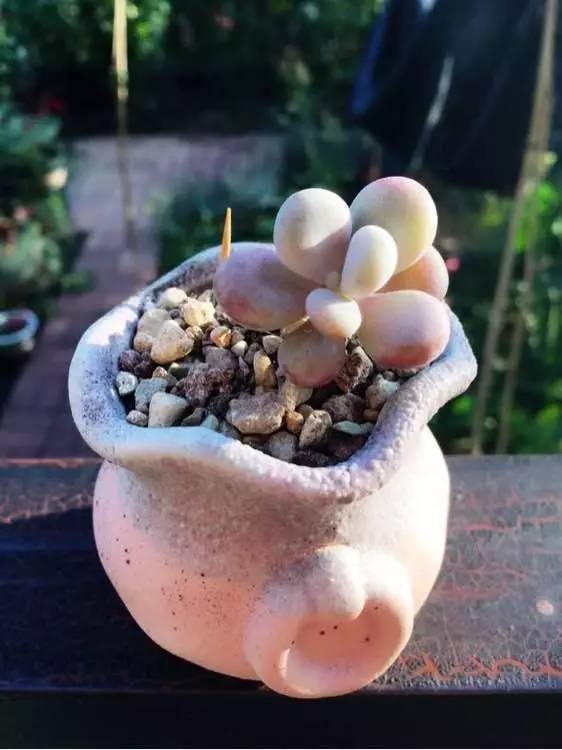 入坑仅1年，他的肉肉竟然全都大变样？！这真的是同一颗肉肉吗？