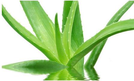 芦荟怎样祛斑？用芦荟真的能祛斑吗？
