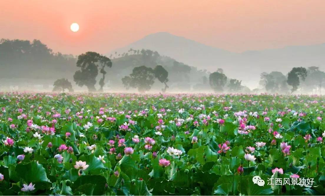 江西广昌白莲之乡,走遍江西100县