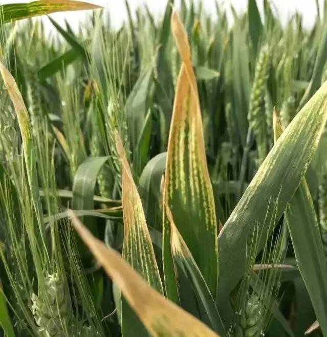 小麦抽穗期干尖是什么原因,小麦撒尿素后干尖如何补救