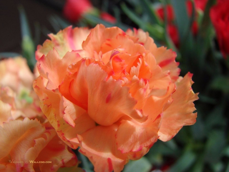 母亲节送21朵康乃馨什么意思,母亲节为什么要送康乃馨