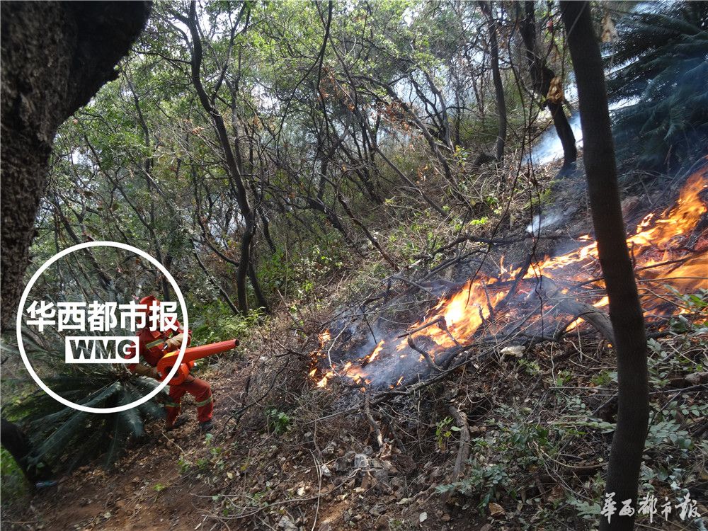 苏铁被称为什么地球上的活化石,苏铁是活化石植物吗