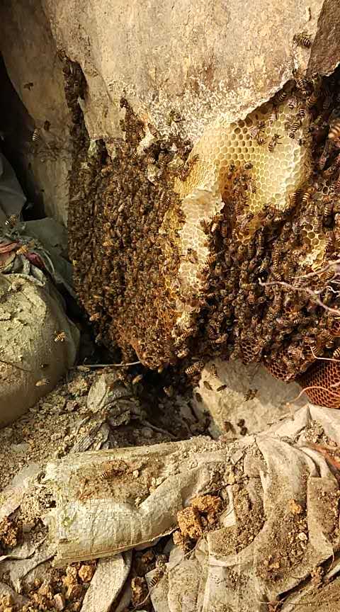 找蜜蜂窝的方法和技巧,找到蜜蜂窝的技术活