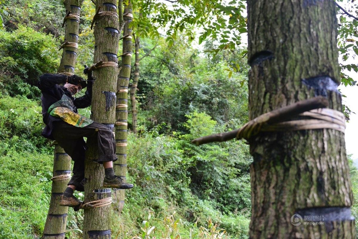 生漆的好处与坏处,生漆有必要吗