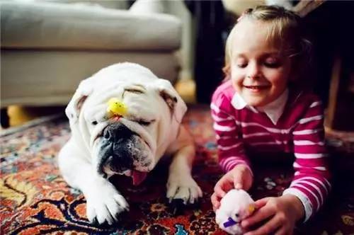 英国斗牛犬的饲养方法,英国斗牛犬的特点和性格特征