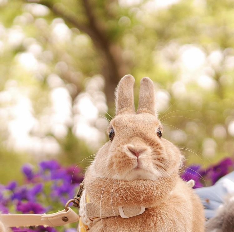 如果你养兔子了会怎样,养一只兔子会寂寞吗