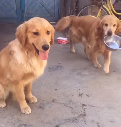 金毛对小孩儿温柔,金毛真是个暖男