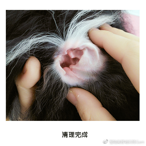 宠物美容小课堂第三堂之清理耳道