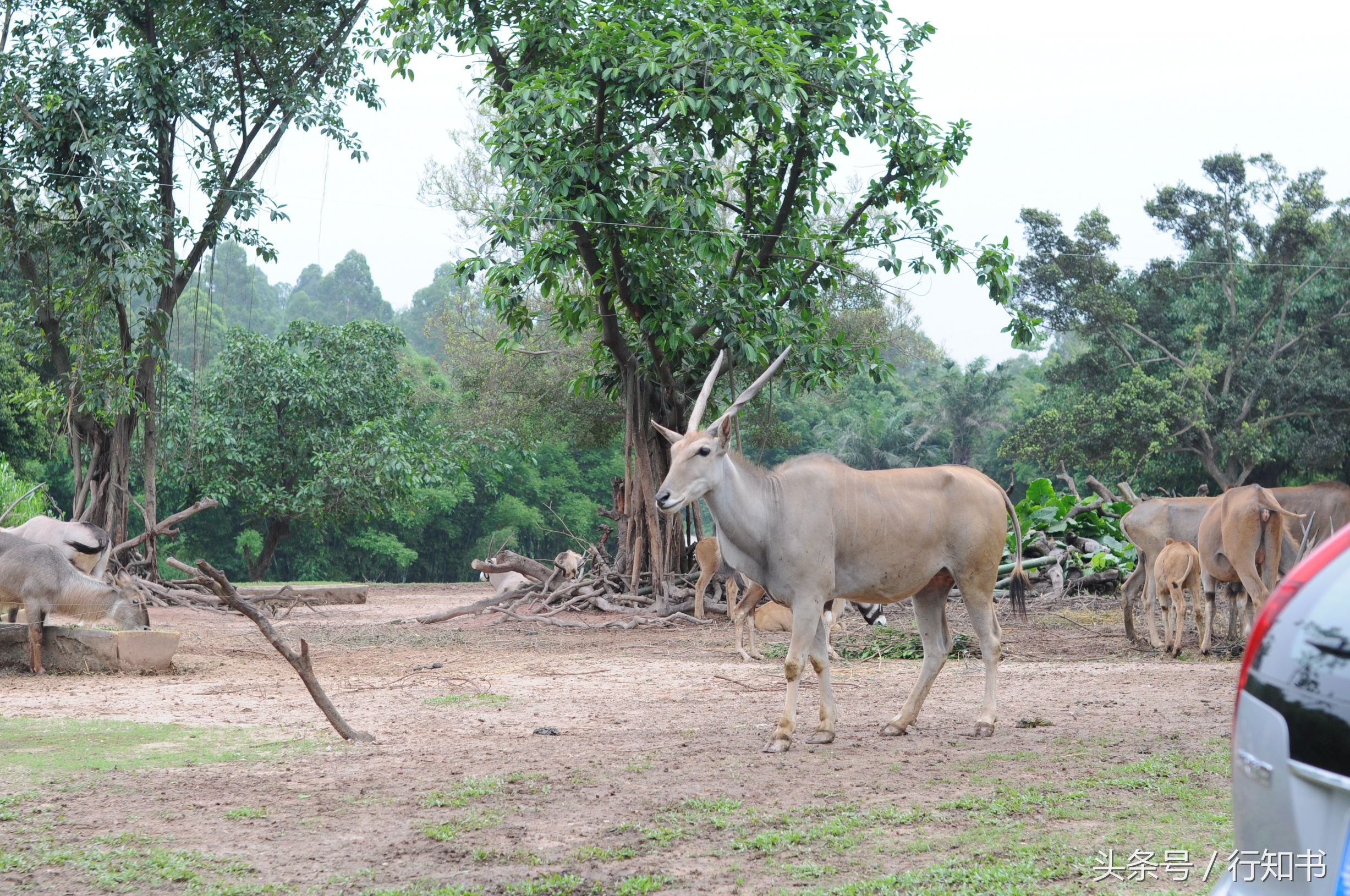 深圳旅游必去十大景点动物园,广州一日游最佳去处动物园