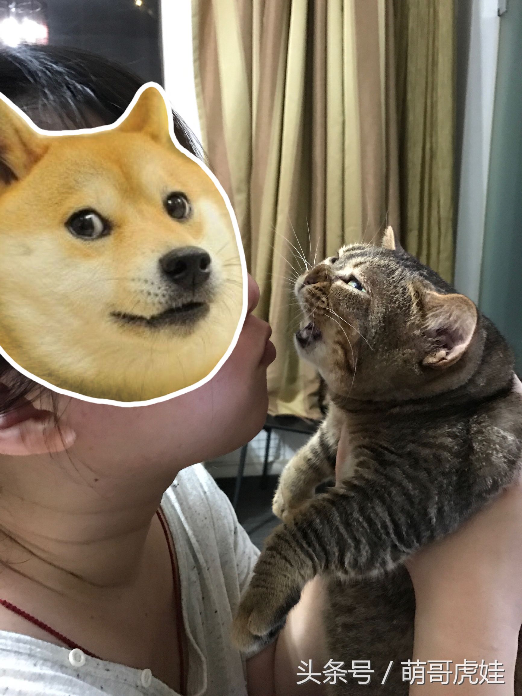 猫咪见证铲屎官的爱情,铲屎官满脸伤的亲猫咪