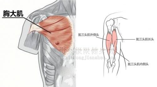 练俯卧撑胸肌没感觉手腕酸,俯卧撑手臂酸痛胸肌还没有感觉