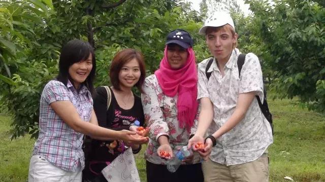 北京已开园的樱桃园,2024樱桃园开放时间