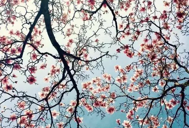 玩转手机摄影轻松拍出大片儿,家中就能拍出大片手机摄影