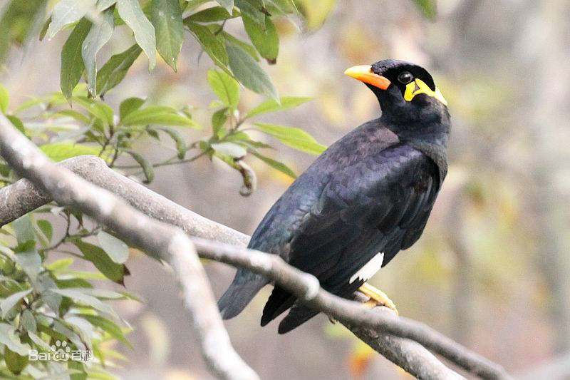 怎么样养好一个八哥鹦鹉,怎么教八哥鹦鹉说话技巧