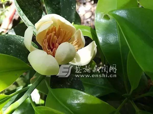 恩施，你早！（5月16日）