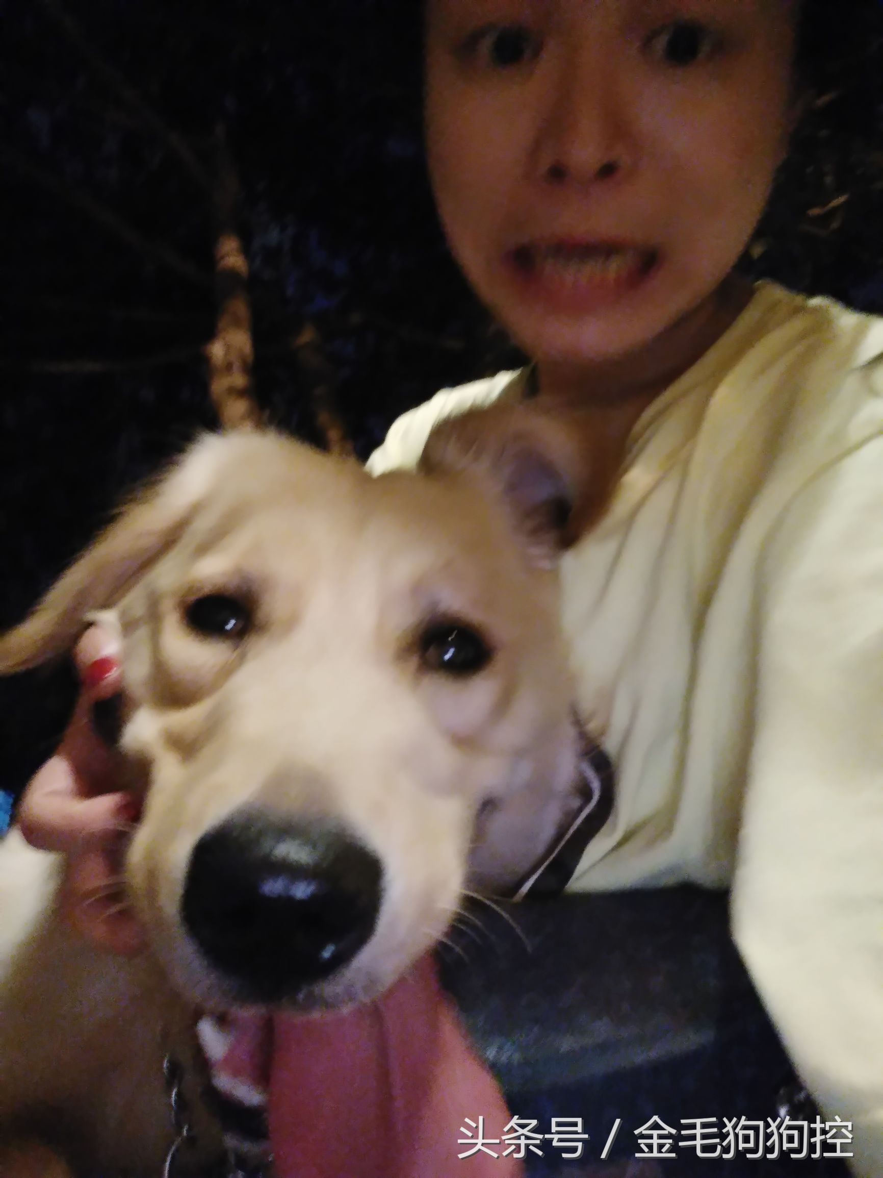 女主人和金毛妹妹组合四连拍 二逼女主人和宠物狗成长记