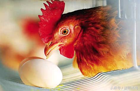鸡突然抬不起头什么病,养鸡站立不稳是什么原因