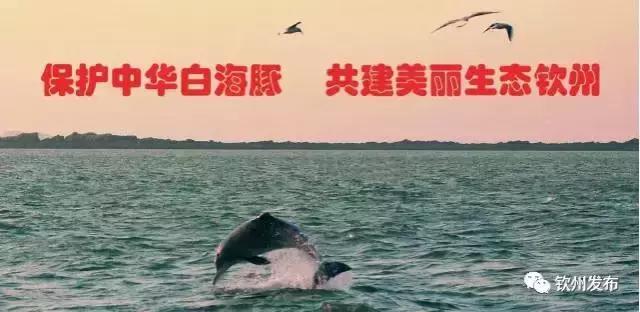 广西钦州浓硫酸泄漏事件,碰到浓硫酸该怎么处理