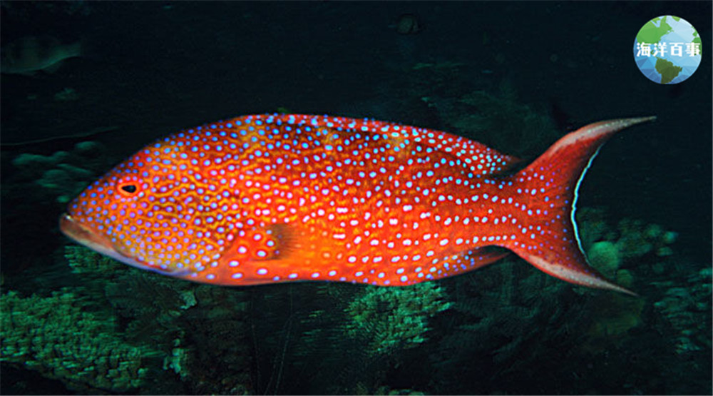 东星斑属于海鲜吗,东星斑海鲜图片