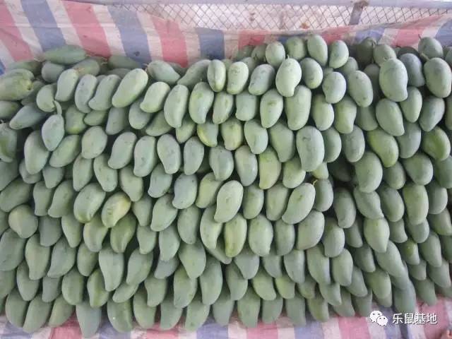 芒果的发展史 (一分钟带你了解芒果)