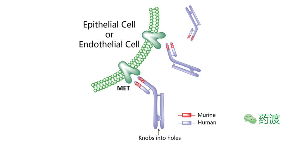 靶向抗肿瘤药物cdk,靶向抗肿瘤药物图片