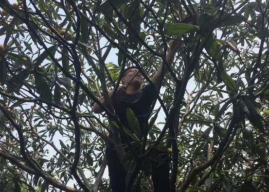 苏州东山白玉枇杷采摘园图片,苏州东山太湖名居白玉枇杷采摘园