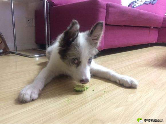 请注意狗狗绝对不能吃的10种食物,切记狗狗不能吃的六种食物